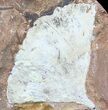 Fossil Ginkgo Leaf From North Dakota - Paleocene #58985-1